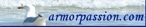 lien armorpassion